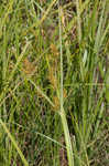 Yellow nutsedge <BR>Chufa